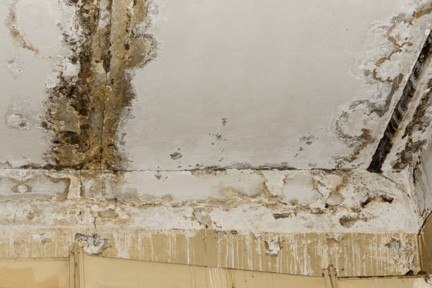 Mold Remediation for Vacation Homes in Lakehurst, NJ